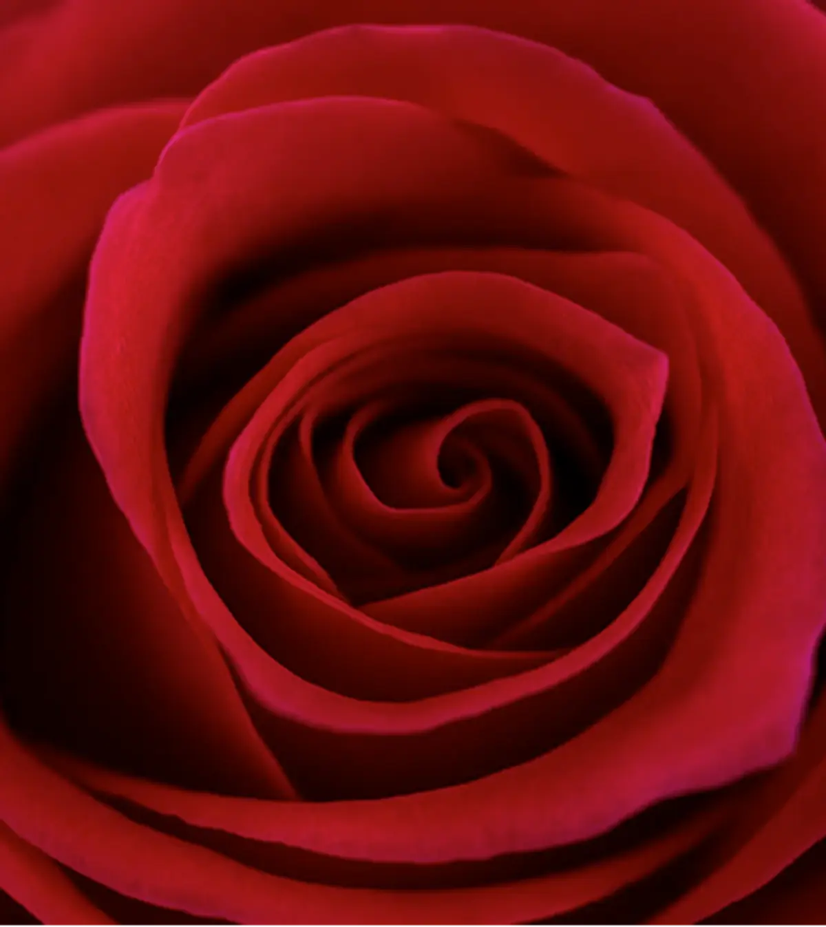 Primer plano de una rosa de Monterosas abriendo