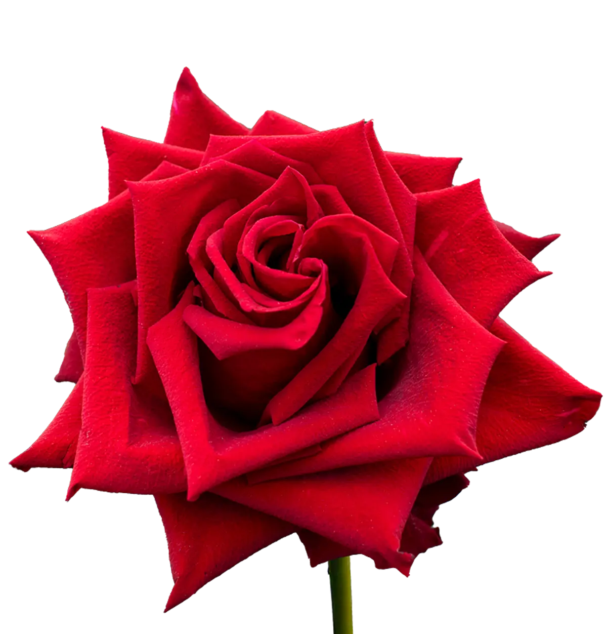 Una rosa roja sobre fondo negro