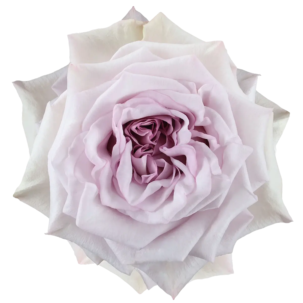Una variedad nueva de rosa abriendo en el invernadero