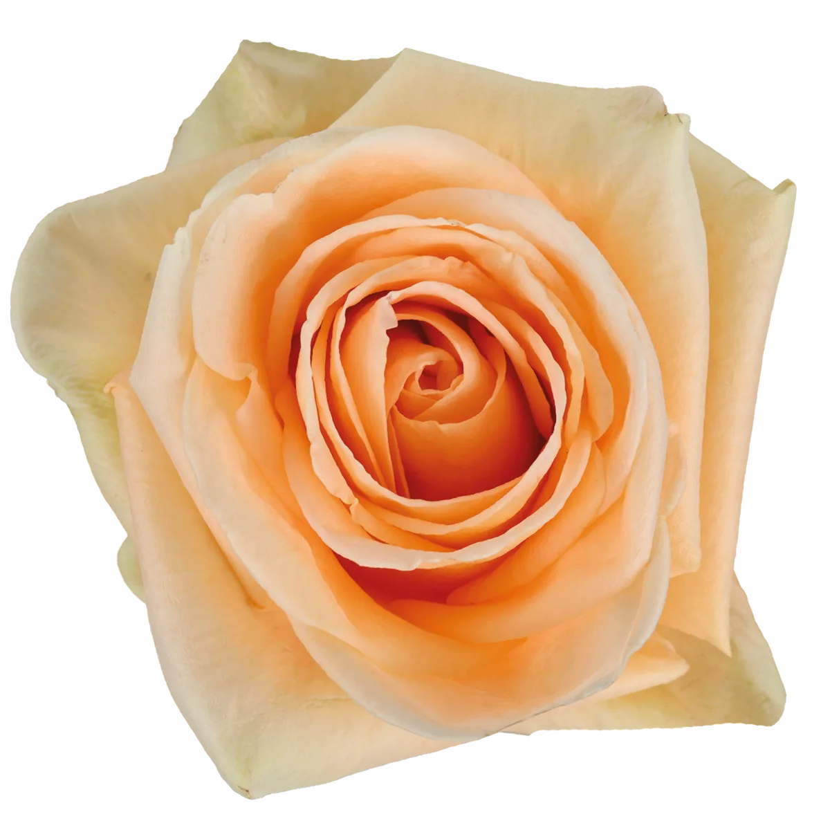 Peach Wave