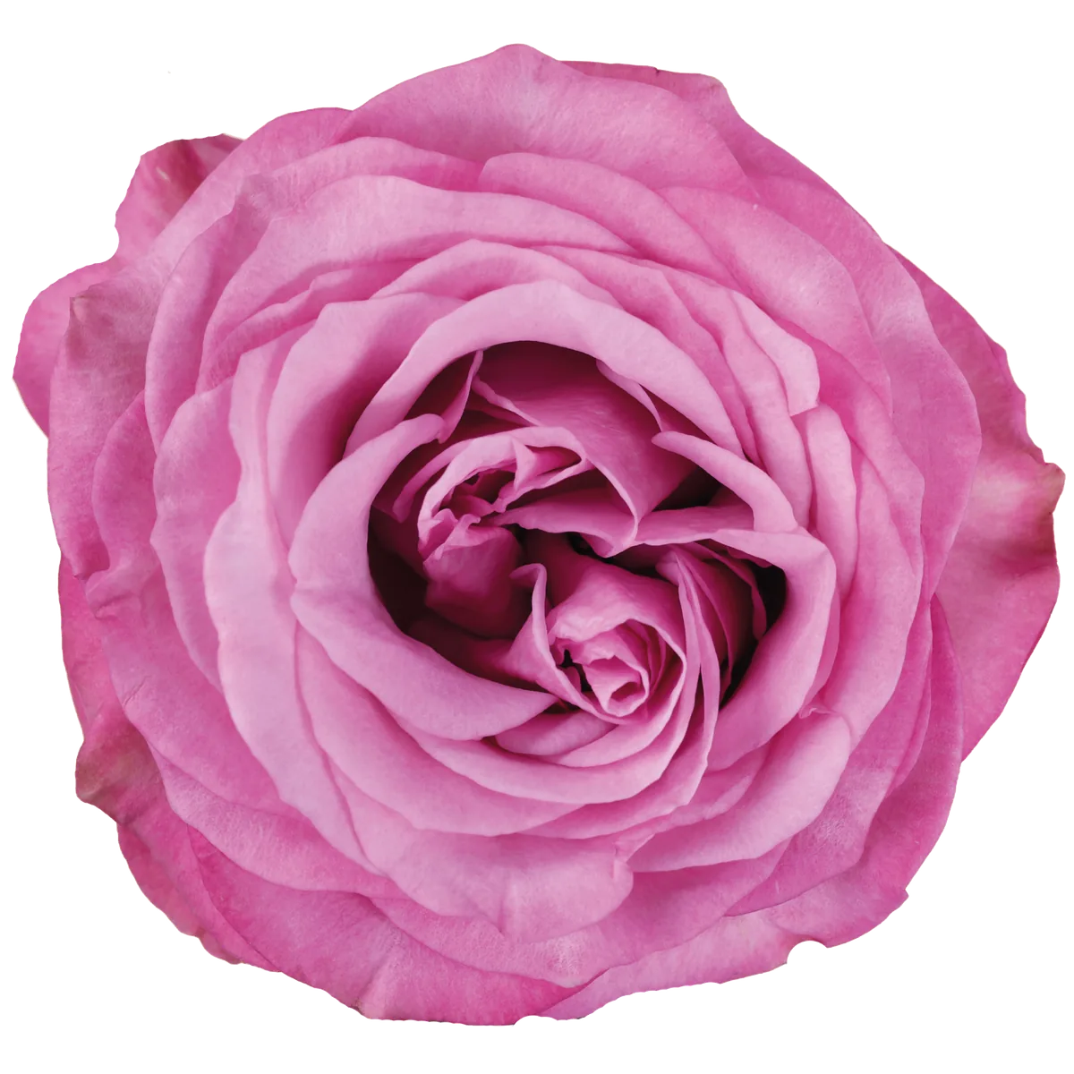Queen's Crown