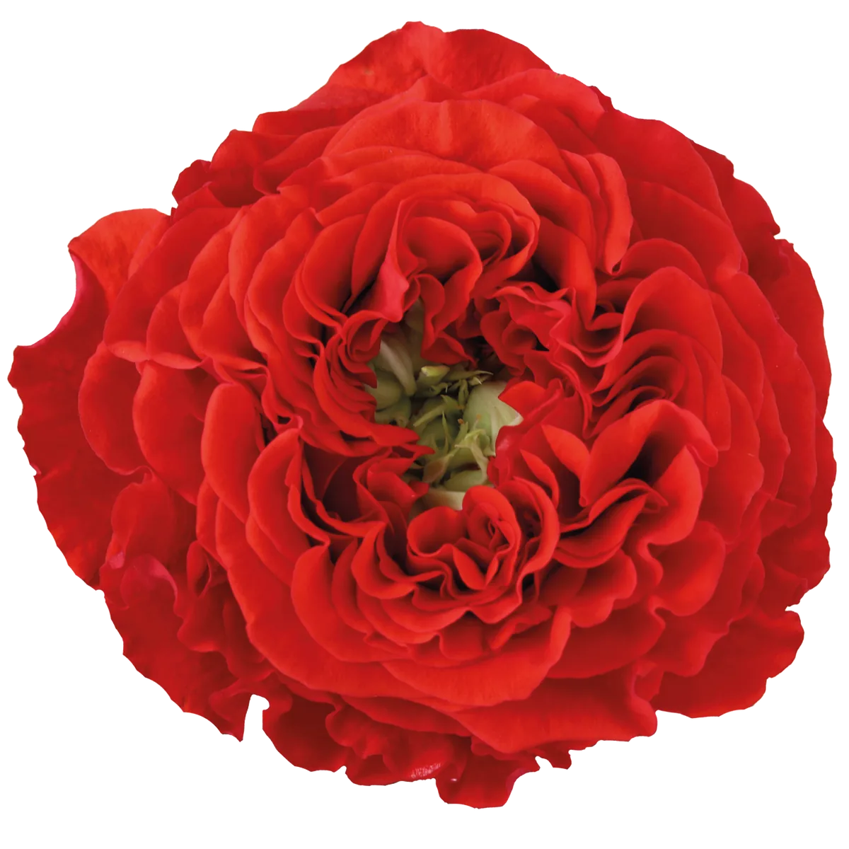 Una rosa Red Eye de nuestro catálogo