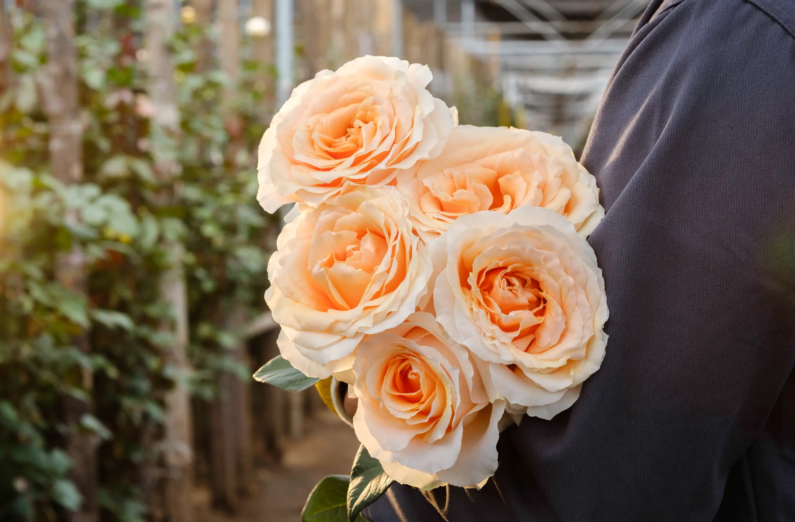 Una trabajadora sostiene rosas blancas en el invernadero al atardecer