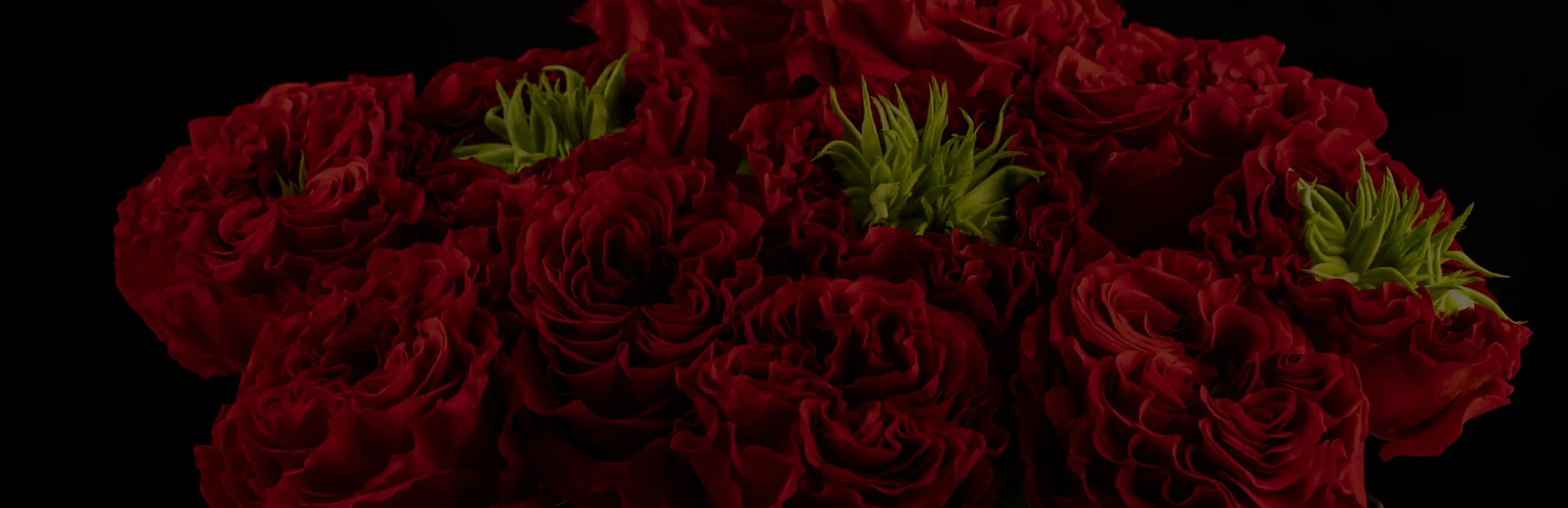Un lecho denso de rosas rojas