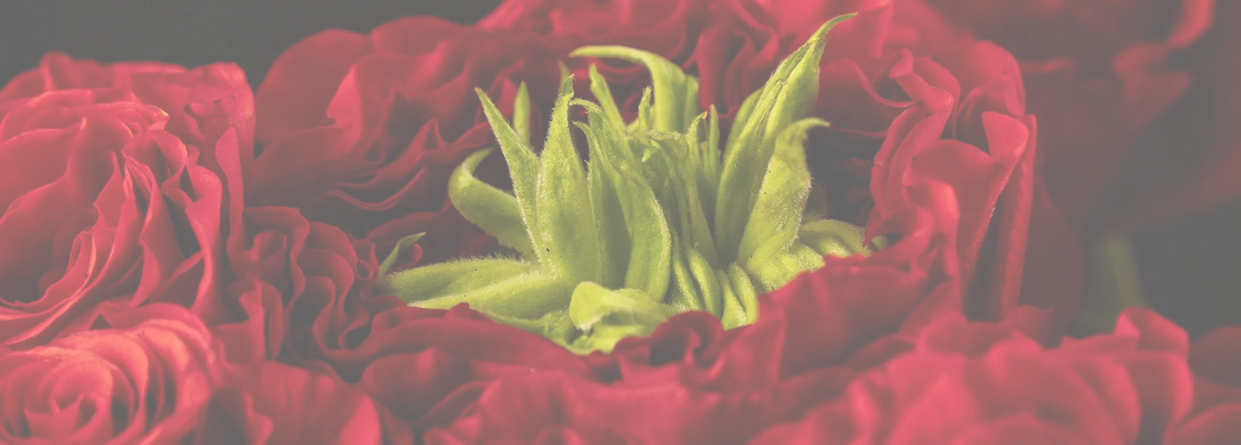 Primer plano de un lecho de rosas rojas de Monterosas