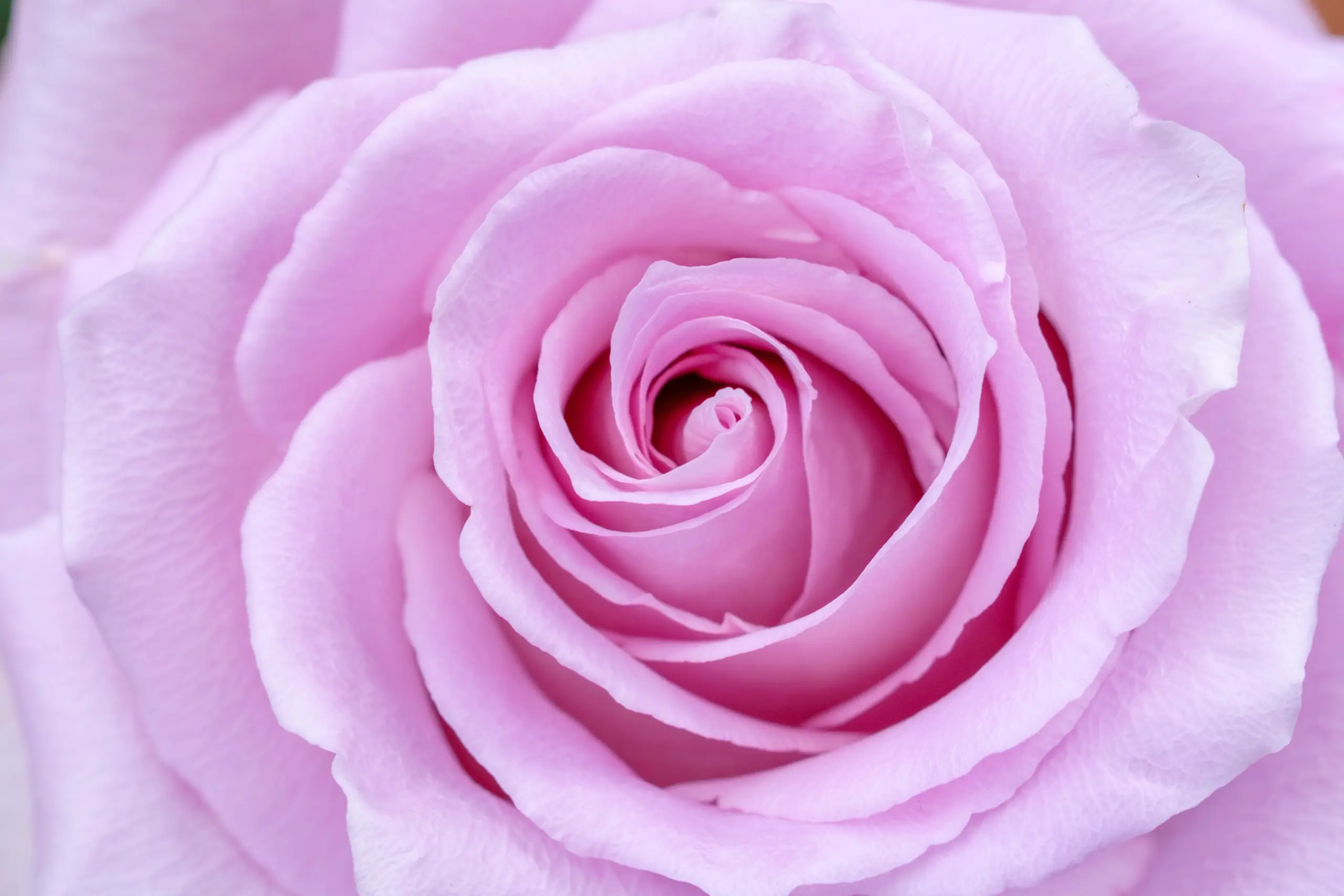 Primer plano de rosas de jardín color durazno abiertas