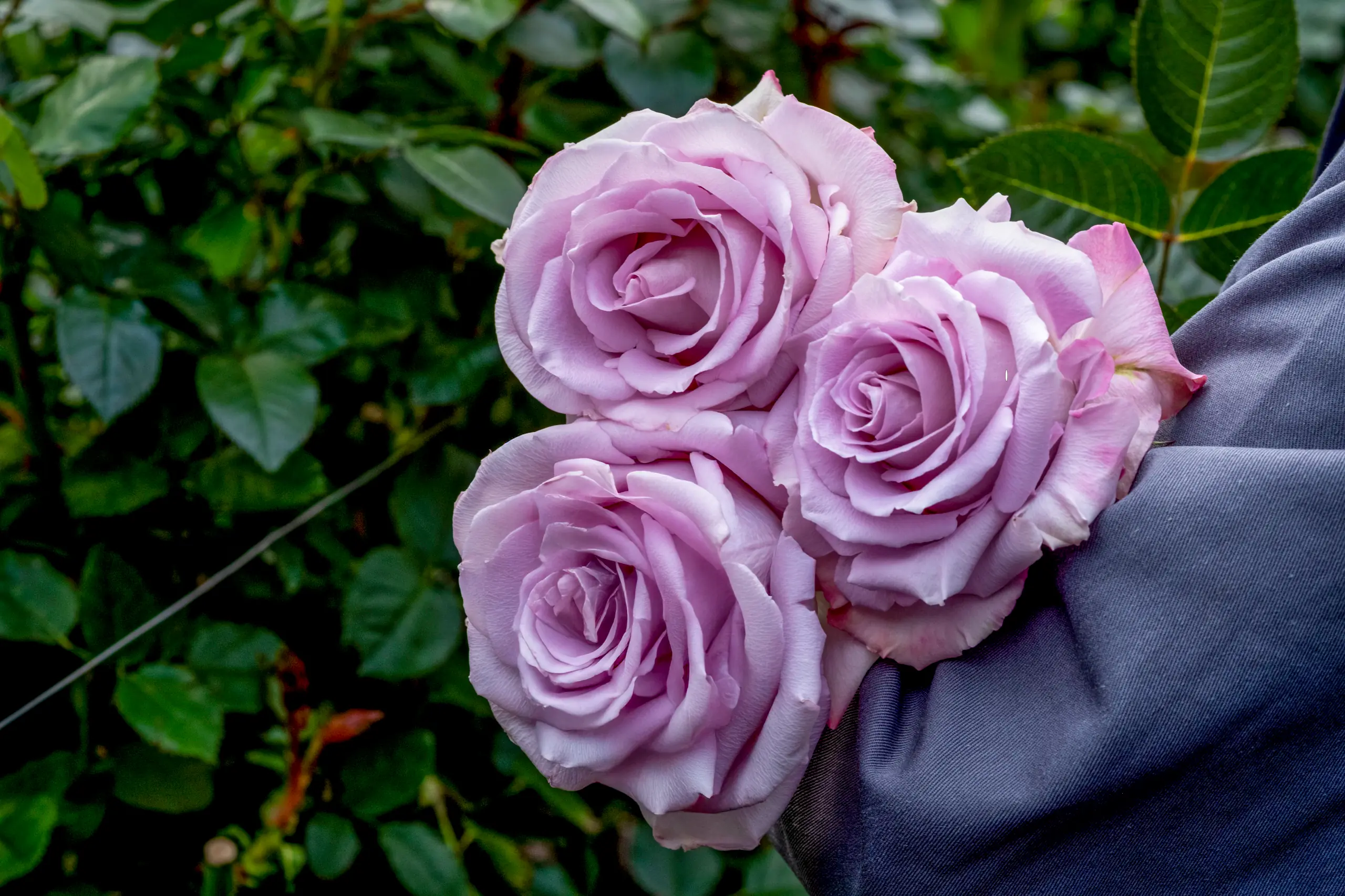 Un trabajador lleva rosas rosadas por el invernadero