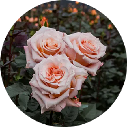 Rosas durazno creciendo en la planta