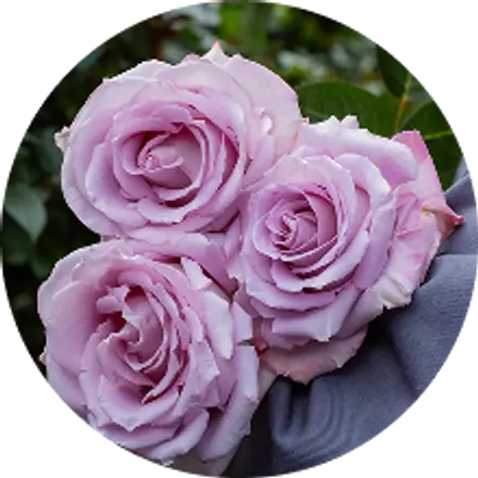 Un ramo de rosas lavanda listo para viajar
