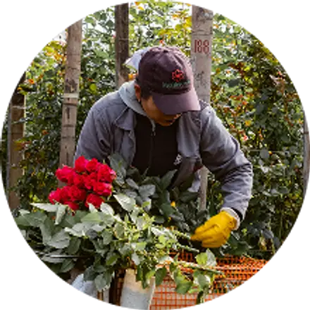 Un trabajador cortando rosas rojas en el invernadero