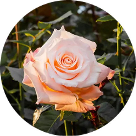 Una rosa durazno abriendo en el campo