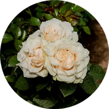Rosas crema abriendo en la planta